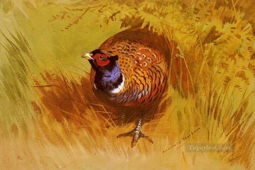  Thorburn Peintre - Un oiseau cock Pheasant Archibald Thorburn